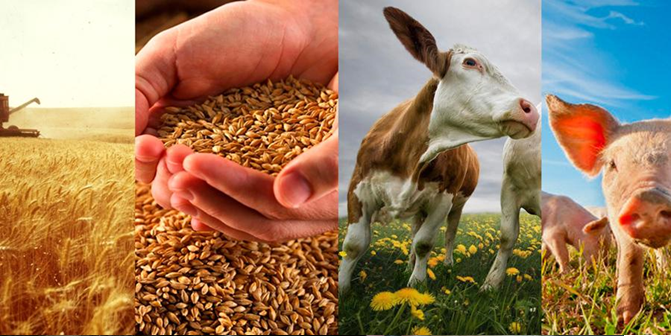 Асноўныя паказчыкі дзейнасці Аграпрамысловага холдынгу Кіраўніцтва справамі Прэзідэнта Рэспублікі Беларусь